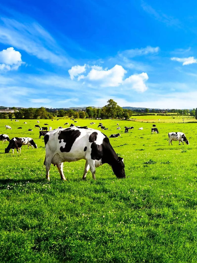 Top 10 Milk-Producing Countries